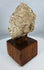 Gandharan archaeological head fragment mounted for display on a custom wooden base