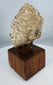 Gandharan archaeological head fragment mounted for display on a custom wooden base