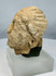 Ancient limestone head of a Bodhisattva Maitreya from Gandhara, reflecting Greco-Buddhist artistic traditions along the Silk Road.