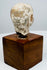 Ancient terracotta head displaying mottled surface wear and an irregular neck fragment secured above a square wooden base.