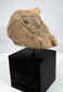 Mesoamerican stone head fragment, circa 300 BCE–900 CE, mounted for display