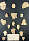 Pre-Columbian terracotta votive heads and busts from Teotihuacan and Veracruz, archaeological shadowbox display