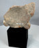 Rare Pre-Columbian terracotta head fragment showing traditional Gulf Coast artistic conventions.