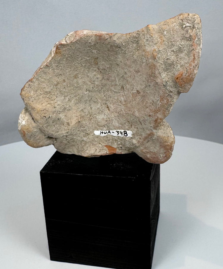 Rare Pre-Columbian terracotta head fragment showing traditional Gulf Coast artistic conventions.