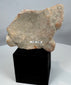 Rare Pre-Columbian terracotta head fragment showing traditional Gulf Coast artistic conventions.
