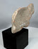 Pre-Columbian human head fragment displaying archaeological mineral deposits and earthen encrustation.