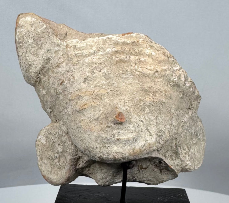 Pre-Columbian Veracruz-style terracotta face fragment mounted on a custom display stand.