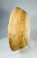 Authentic Pre-Columbian bowl featuring shallow profile, mineral accretion, and archaeological surface wear.