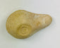 Lámpara de aceite de terracota de la antigua Roma | Artefacto de la vida cotidiana mediterránea | Siglos I-III d. C.