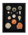 Framed archaeological study collection with thirteen ancient glass, pottery, terracotta, and stone fragments
