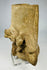 Ancient West Mexican terracotta head with earspools and facial detail