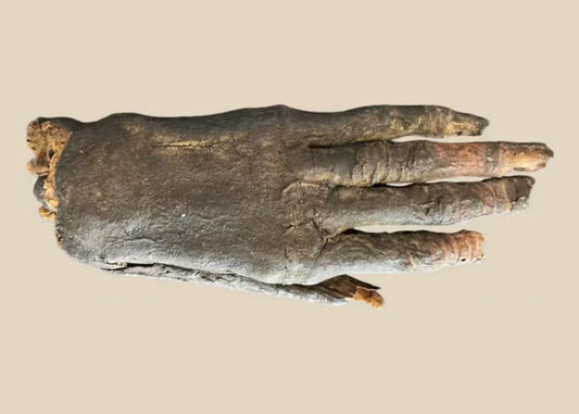 Rare ancient Egyptian mummified hand, Late Period to Ptolemaic Period, showing preserved skin, fingernails, and fibrous remnants, displayed in custom museum-quality case