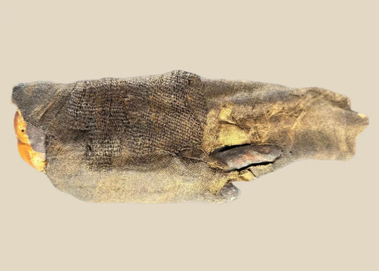 Authentic ancient Egyptian mummified hand from the Late to Ptolemaic Period (700–200 BCE), showing preserved fingernails, linen wrappings, and desiccated skin, verified by DNA and X-ray analysis, displayed in a museum-quality shadowbox.