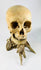 Antique human anatomical skull displayed on driftwood stand, photographed against a white background — 19th-century specimen from Relic & Rarity.