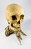 Authentic anatomical skull on driftwood stand — left-side view highlighting mandible.
