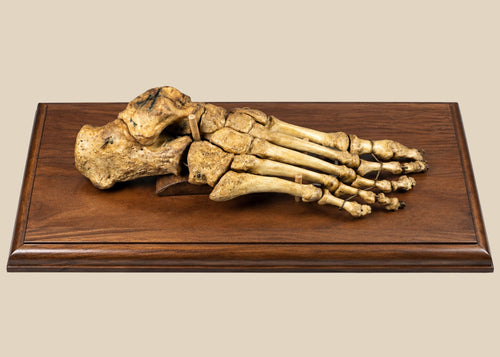 19th century articulated human foot skeleton mounted on polished hardwood base, antique European medical teaching specimen
