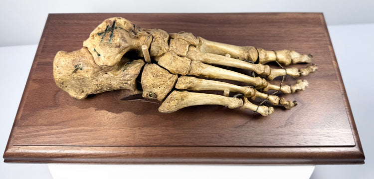 Antique human skeletal foot with articulated bones and original wiring mounted on a wooden anatomical display base
