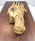 Close-up of antique human foot skeleton showing natural bone coloration, articulation hardware and anatomical detail
