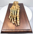 Top view of antique articulated human foot skeleton displaying detailed bone structure and natural aged patina