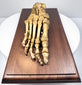 Top view of antique articulated human foot skeleton displaying detailed bone structure and natural aged patina
