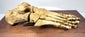Three-quarter view of antique human foot skeleton with articulated phalanges, metatarsals, tarsals and heel bone