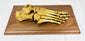 Historic human foot skeletal specimen prepared for anatomical study