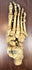 Museum-quality 19th century human skeletal foot specimen formerly used for medical and academic anatomical study