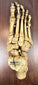 Museum-quality 19th century human skeletal foot specimen formerly used for medical and academic anatomical study