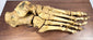 Rare 19th century anatomical human foot skeleton professionally articulated and displayed on a hardwood base
