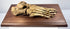 Side view of 19th century human foot skeleton showing articulated toe, metatarsal, tarsal and heel bones