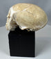 Historic primate skull specimen mounted on a display base and exhibiting natural preservation wear.
