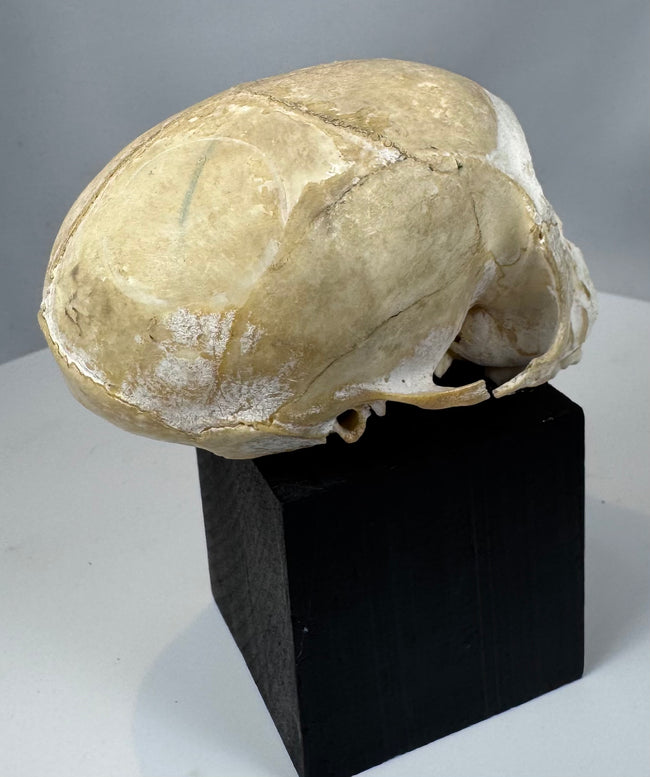 Small monkey skull anatomical artifact with aged bone surface and custom black display mount.