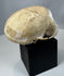 Small monkey skull anatomical artifact with aged bone surface and custom black display mount.