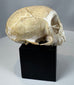 Antique monkey skull anatomical specimen featuring natural bone patina and cabinet of curiosities presentation.