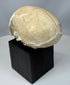 Cabinet of curiosities monkey skull with visible sutures, aged patina, and educational anatomical appeal.