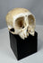 Osteological monkey skull specimen mounted for display with visible age, wear, and anatomical detail.