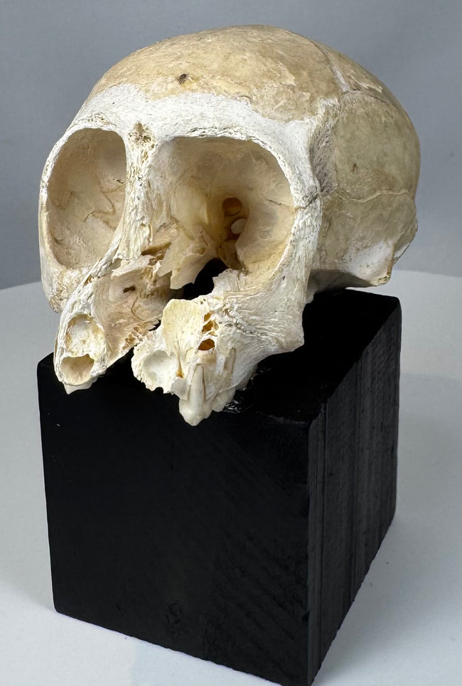 Osteology specimen of a small primate featuring detailed bone structure and natural aging throughout.
