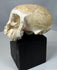 Anatomical monkey skull with exposed cranial cavity structures and partially preserved dentition.