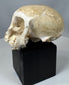 Anatomical monkey skull with exposed cranial cavity structures and partially preserved dentition.
