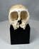 Preserved primate skull displaying exposed anatomical structures, cranial sutures, and surviving dentition.
