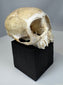 Natural history primate skull featuring intricate bone structure and preserved dental elements.