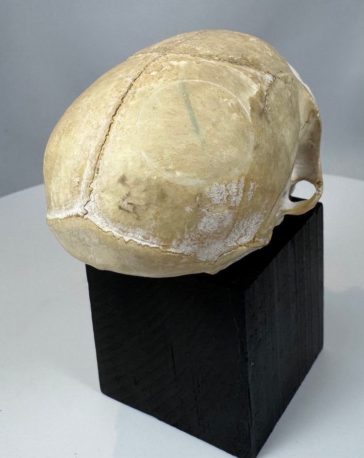 Authentic primate osteological specimen displaying cranial morphology and preserved skeletal features.