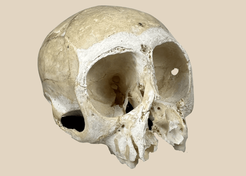 Small primate skull osteological specimen mounted on a custom display base with visible cranial sutures and preserved teeth.