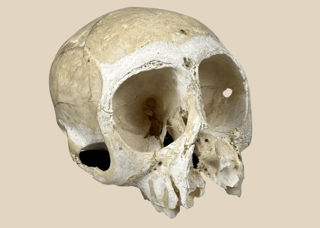 Small primate skull osteological specimen mounted on a custom display base with visible cranial sutures and preserved teeth.