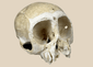 Small primate skull osteological specimen mounted on a custom display base with visible cranial sutures and preserved teeth.