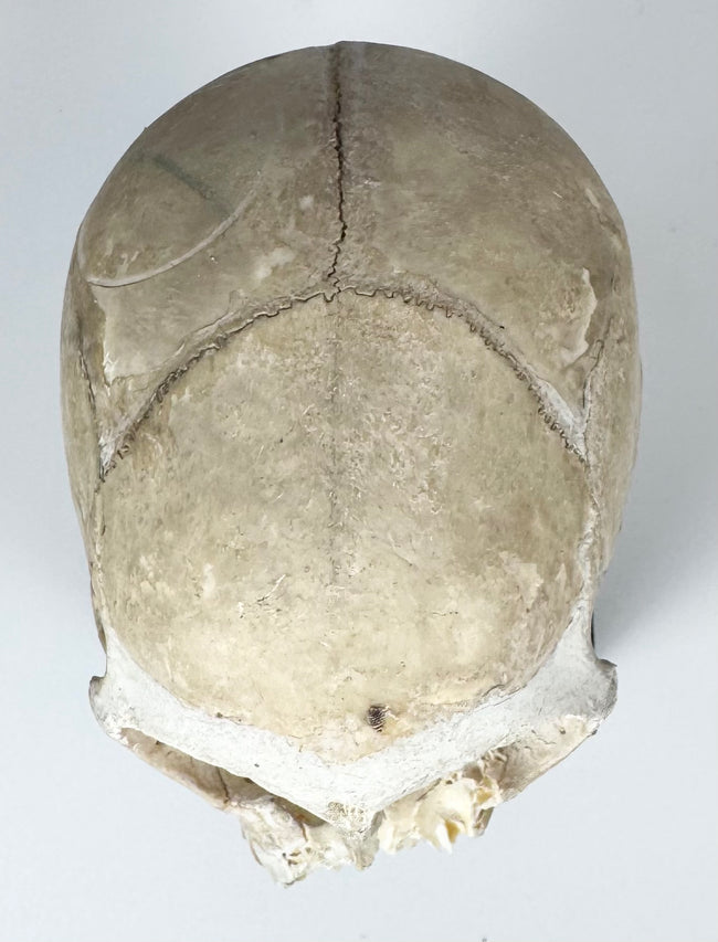 Preserved monkey skull from a natural history collection mounted for scientific and decorative display.