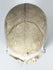 Preserved monkey skull from a natural history collection mounted for scientific and decorative display.