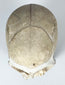 Preserved monkey skull from a natural history collection mounted for scientific and decorative display.