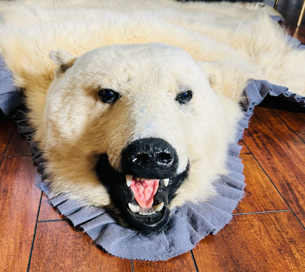 Early 20th-century Alaskan polar bear rug, professionally restored in 2020, featuring realistic open mouth, glass eyes, and double-felt trim, measuring 87” x 89”
