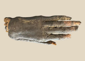 Auténtica mano momificada del Antiguo Egipto | Artefacto raro (700-200 a. C.) - ADN verificado